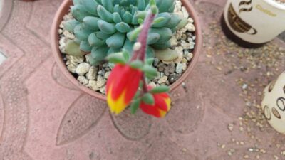 ECHEVERIA "RUNDELLII" - Зображення 4