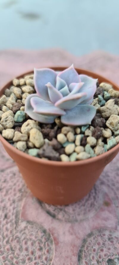 ECHEVERIA "Lilacina Rosea" - Зображення 4