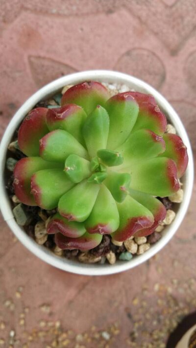 ECHEVERIA "RED LANTERN" - Зображення 2