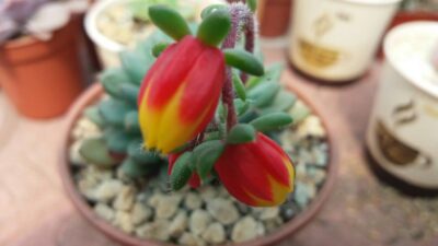 ECHEVERIA "RUNDELLII" - Зображення 2
