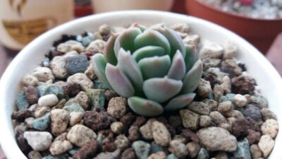 ECHEVERIA "Elegans"