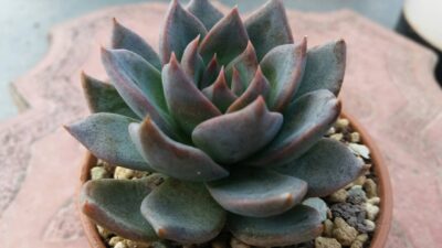 ECHEVERIA "AFFINISxGLAUCA"