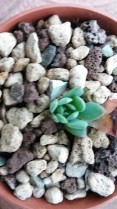 ECHEVERIA "Sierra" - Зображення 3