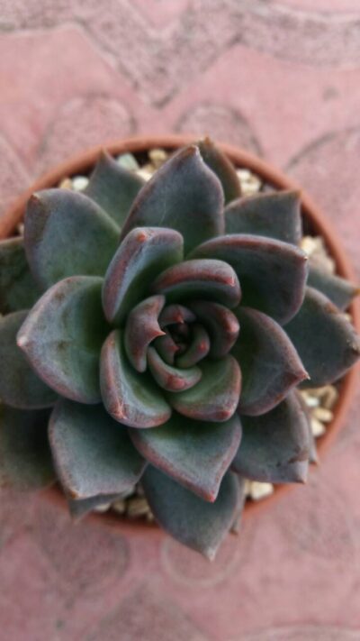 ECHEVERIA "AFFINISxGLAUCA" - Зображення 4