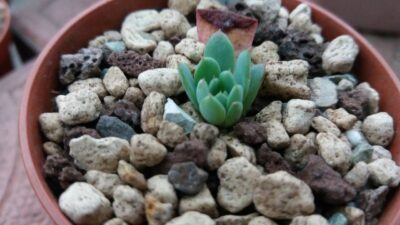 ECHEVERIA "Sierra" - Зображення 2