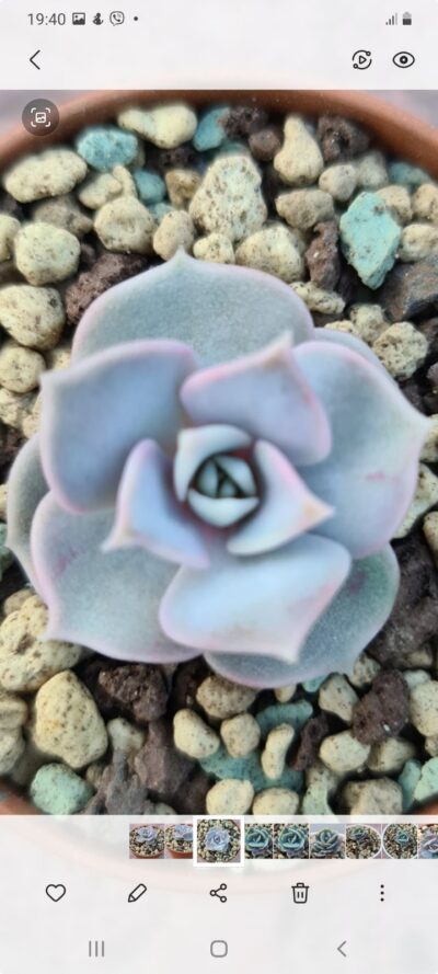 ECHEVERIA "Lilacina Rosea" - Зображення 2