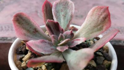 ECHEVERIA "Sion" variegata