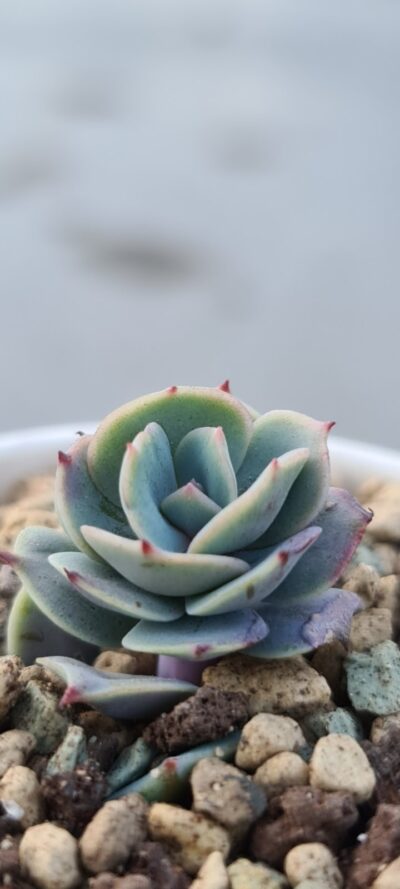 ECHEVERIA "GLAUCA"