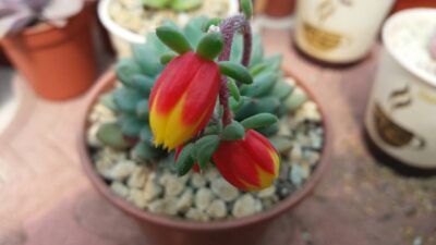 ECHEVERIA "RUNDELLII" - Зображення 3