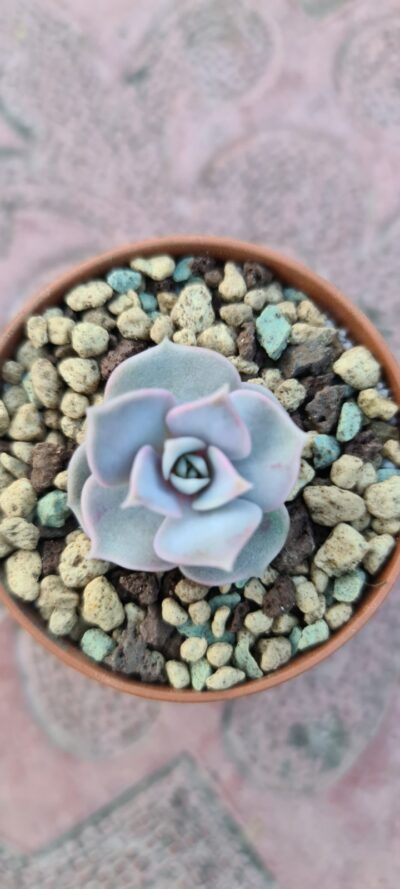 ECHEVERIA "Lilacina Rosea" - Зображення 3