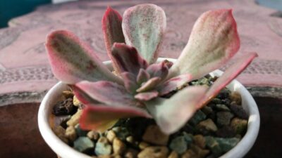 ECHEVERIA "Sion" variegata - Зображення 3