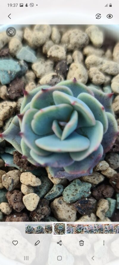 ECHEVERIA "GLAUCA" - Зображення 2