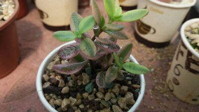 CRASSULA "VOLKENSII" variegata