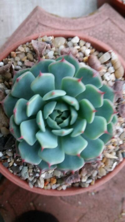 ECHEVERIA "Sierra" - Зображення 4