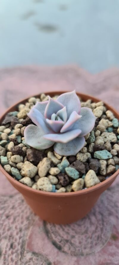 ECHEVERIA "Lilacina Rosea"