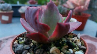 Echeveria "СANTERY" variegata