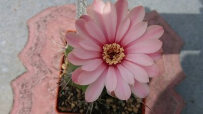 GYMNOCALYCIUM "PAEDIOPHYLLUM" - Зображення 8