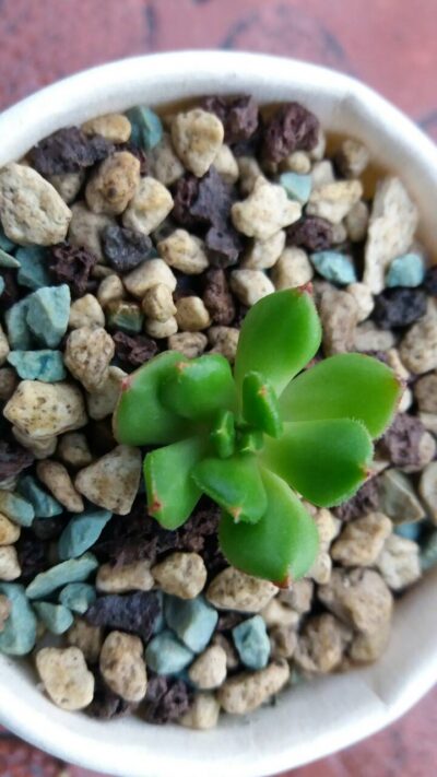 ECHEVERIA "RED LANTERN" - Зображення 3