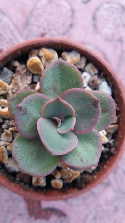 ECHEVERIA "SUYON" - Зображення 2