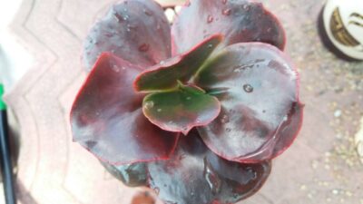 ECHEVERIA "Fireball" - Зображення 2