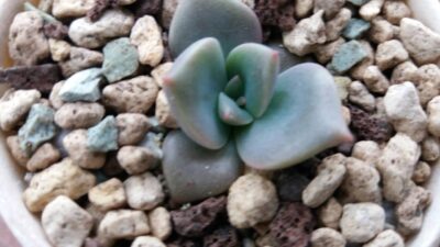ECHEVERIA "Mrs Richards" - Зображення 2