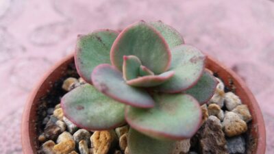 ECHEVERIA "SUYON"