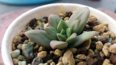 ECHEVERIA "MINI BELLE"