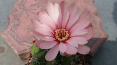 GYMNOCALYCIUM "PAEDIOPHYLLUM" - Зображення 9