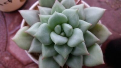 ECHEVERIA VAN KEPPEL "AFRODITA" - Зображення 2