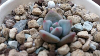 ECHEVERIA "MONROE ORANGE"