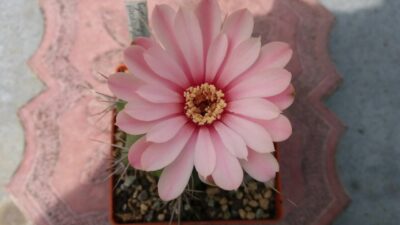 GYMNOCALYCIUM "PAEDIOPHYLLUM"