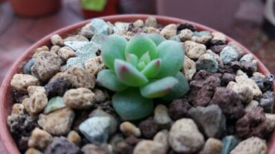 ECHEVERIA "SENSATION" - Зображення 4