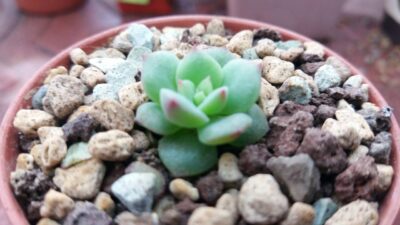 ECHEVERIA "SENSATION" - Зображення 3