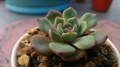 ECHEVERIA "Sitifukumiama' x Moranii" - Зображення 3