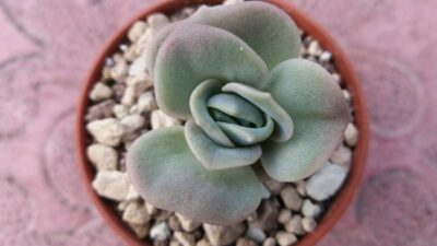 ECHEVERIA "LOVELY ROSE" - Зображення 3