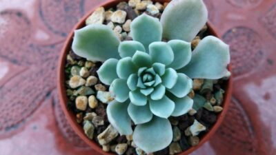 ECHEVERIA "Royal Chrysanthemum" - Зображення 2