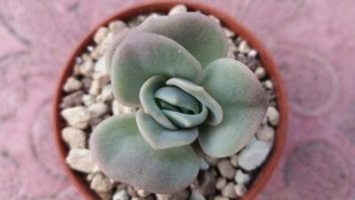ECHEVERIA "LOVELY ROSE" - Зображення 2