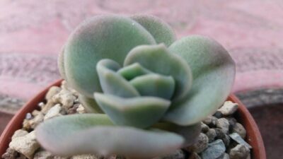 ECHEVERIA "LOVELY ROSE" - Зображення 4