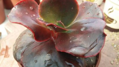 ECHEVERIA "Fireball"