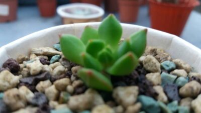 ECHEVERIA "RED LANTERN" - Зображення 2