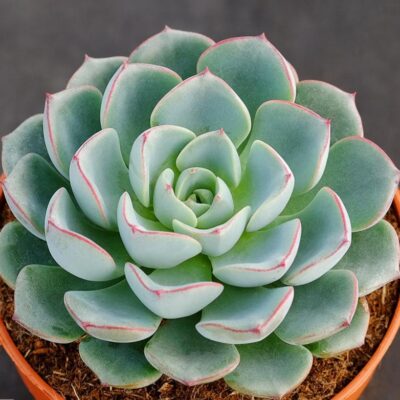ECHEVERIA "Sitifukumiama' x Moranii"