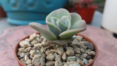 ECHEVERIA "LOVELY ROSE"