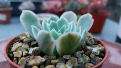ECHEVERIA "Royal Chrysanthemum"