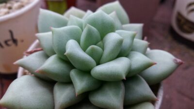 ECHEVERIA VAN KEPPEL "AFRODITA"