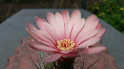 GYMNOCALYCIUM "PAEDIOPHYLLUM" - Зображення 7