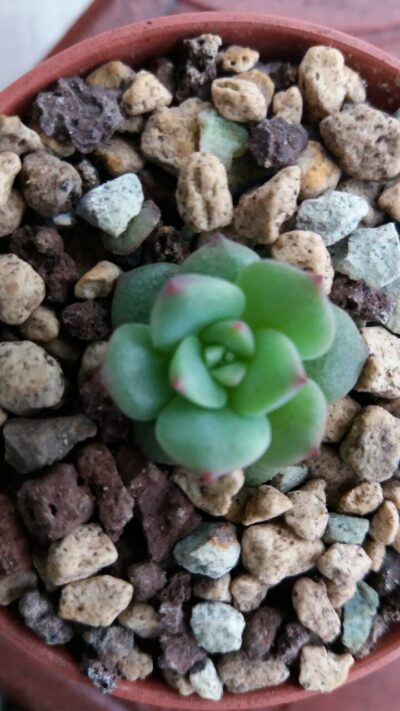 ECHEVERIA "SENSATION" - Зображення 5