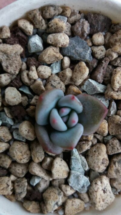 ECHEVERIA "MONROE ORANGE" - Зображення 2