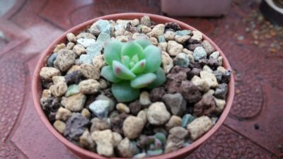 ECHEVERIA "SENSATION" - Зображення 2