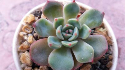 ECHEVERIA "Sitifukumiama' x Moranii" - Зображення 2