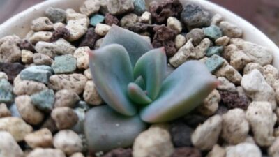 ECHEVERIA "Mrs Richards"